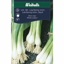 Vårløk "White Lisbon"